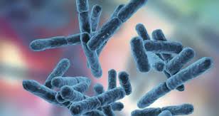 ¿Qué es el probiótico BLC-1 y cómo puede mejorar tu salud?